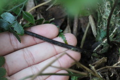 Microlepia obtusiloba