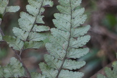 Microlepia obtusiloba