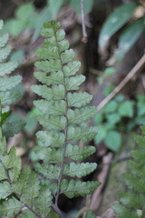 Microlepia obtusiloba