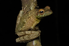 Itapotihyla langsdorffii