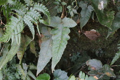 Stegnogramma wilfordii