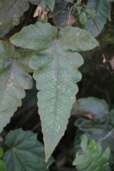 Stegnogramma wilfordii