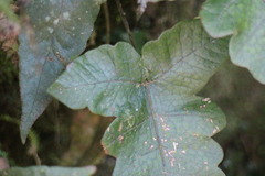 Stegnogramma wilfordii