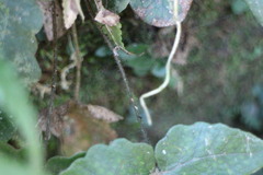 Stegnogramma wilfordii