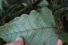 Stegnogramma wilfordii