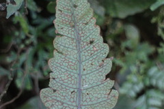 Stegnogramma wilfordii