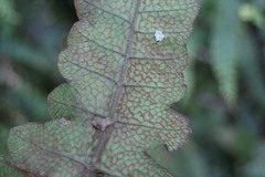 Stegnogramma wilfordii
