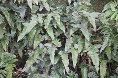 Stegnogramma wilfordii