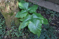 Arisaema ringens