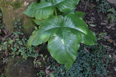 Arisaema ringens
