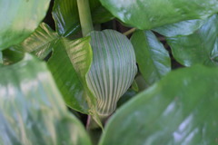 Arisaema ringens