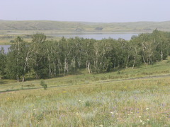 Betula pendula