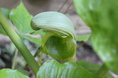 Arisaema ringens