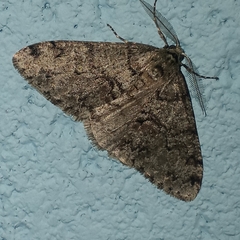 Phigalia strigataria