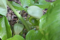 Arisaema ringens