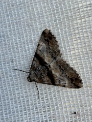 Gastrinodes argoplaca