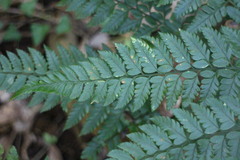 Arachniodes pseudoaristata