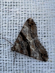 Gastrinodes argoplaca