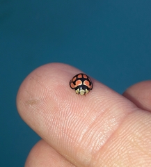 Cheilomenes lunata