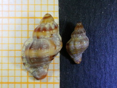 Ocenebra edwardsii