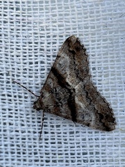 Gastrinodes argoplaca