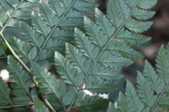 Arachniodes pseudoaristata