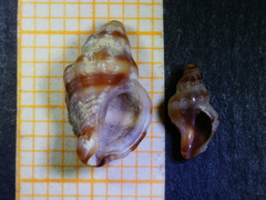 Ocenebra edwardsii