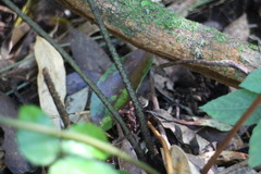Arachniodes pseudoaristata