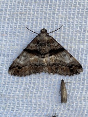 Gastrinodes argoplaca