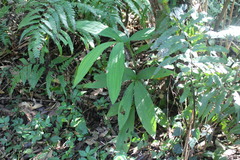 Cephalantheropsis obcordata