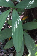 Cephalantheropsis obcordata