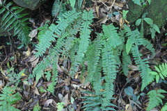 Hymenasplenium cheilosorum