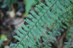 Hymenasplenium cheilosorum