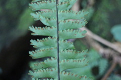 Hymenasplenium cheilosorum