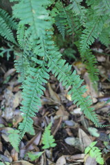 Hymenasplenium cheilosorum