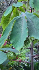 Cecropia