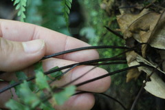 Hymenasplenium cheilosorum