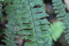Hymenasplenium cheilosorum