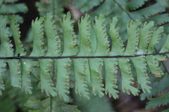 Hymenasplenium cheilosorum