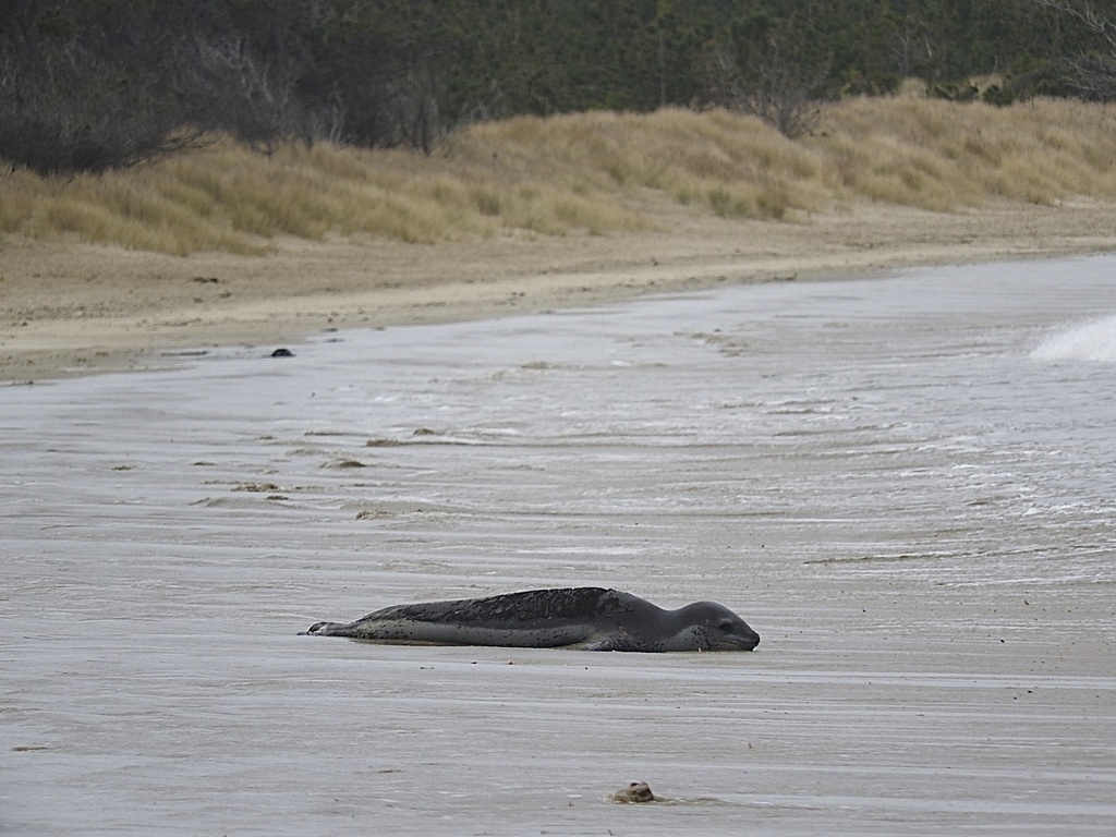 Leopard seal lying on the sand at the water's edge, Seven Mile Beach, Tasmania