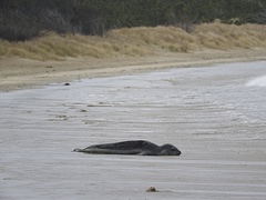 Hydrurga leptonyx