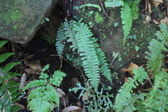 Hymenasplenium cheilosorum