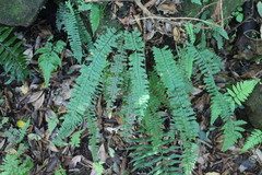 Hymenasplenium cheilosorum