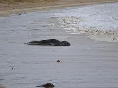 Hydrurga leptonyx