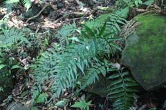 Asplenium wrightii