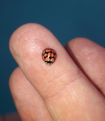 Cheilomenes lunata