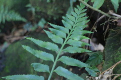 Asplenium wrightii