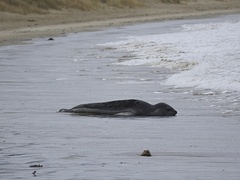 Hydrurga leptonyx