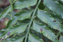 Asplenium wrightii