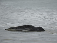 Hydrurga leptonyx